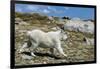 Mountain Goat Running-W. Perry Conway-Framed Photographic Print