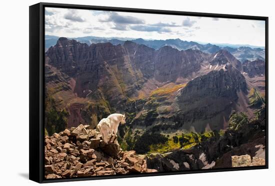 Mountain Goat Stands at the Edge of Bouldery Cliff at the Maroon Bells in Colorado-Kent Harvey-Framed Stretched Canvas