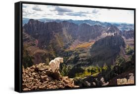 Mountain Goat Stands at the Edge of Bouldery Cliff at the Maroon Bells in Colorado-Kent Harvey-Framed Stretched Canvas
