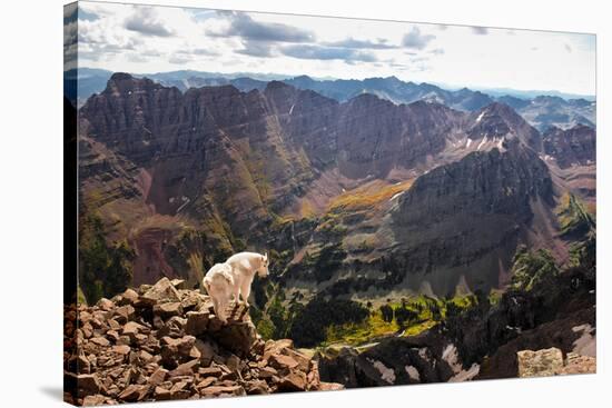 Mountain Goat Stands at the Edge of Bouldery Cliff at the Maroon Bells in Colorado-Kent Harvey-Stretched Canvas