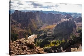 Mountain Goat Stands at the Edge of Bouldery Cliff at the Maroon Bells in Colorado-Kent Harvey-Stretched Canvas