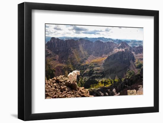 Mountain Goat Stands at the Edge of Bouldery Cliff at the Maroon Bells in Colorado-Kent Harvey-Framed Photographic Print