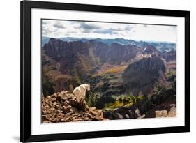 Mountain Goat Stands at the Edge of Bouldery Cliff at the Maroon Bells in Colorado-Kent Harvey-Framed Photographic Print