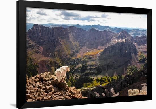 Mountain Goat Stands at the Edge of Bouldery Cliff at the Maroon Bells in Colorado-Kent Harvey-Framed Photographic Print