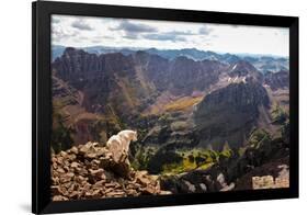 Mountain Goat Stands at the Edge of Bouldery Cliff at the Maroon Bells in Colorado-Kent Harvey-Framed Photographic Print