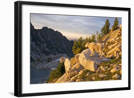 Mountain goat with kids at Crystal Lake, The Enchantments, Washington-Steve Kazlowski-Framed Photographic Print