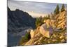 Mountain goat with kids at Crystal Lake, The Enchantments, Washington-Steve Kazlowski-Mounted Photographic Print