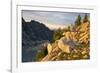 Mountain goat with kids at Crystal Lake, The Enchantments, Washington-Steve Kazlowski-Framed Photographic Print