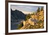 Mountain goat with kids at Crystal Lake, The Enchantments, Washington-Steve Kazlowski-Framed Photographic Print