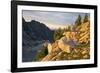 Mountain goat with kids at Crystal Lake, The Enchantments, Washington-Steve Kazlowski-Framed Photographic Print