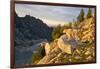 Mountain goat with kids at Crystal Lake, The Enchantments, Washington-Steve Kazlowski-Framed Photographic Print