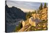 Mountain goat with kids at Crystal Lake, The Enchantments, Washington-Steve Kazlowski-Stretched Canvas