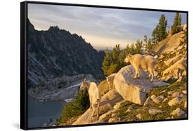 Mountain goat with kids at Crystal Lake, The Enchantments, Washington-Steve Kazlowski-Framed Stretched Canvas