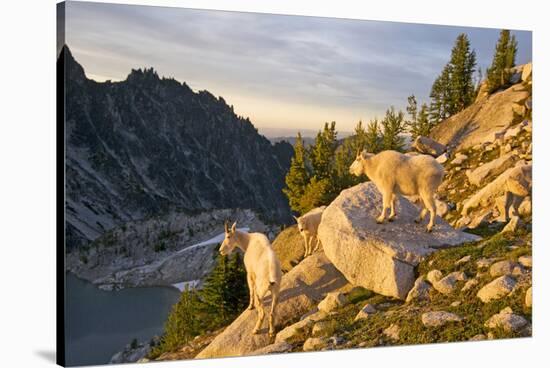 Mountain goat with kids at Crystal Lake, The Enchantments, Washington-Steve Kazlowski-Stretched Canvas