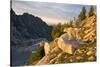 Mountain goat with kids at Crystal Lake, The Enchantments, Washington-Steve Kazlowski-Stretched Canvas