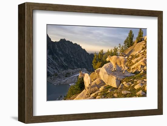 Mountain goat with kids at Crystal Lake, The Enchantments, Washington-Steve Kazlowski-Framed Photographic Print