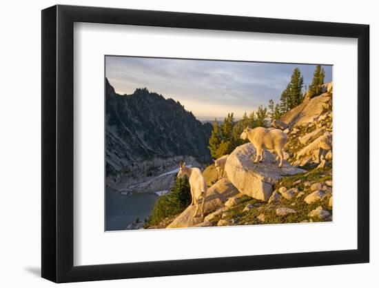 Mountain goat with kids at Crystal Lake, The Enchantments, Washington-Steve Kazlowski-Framed Photographic Print