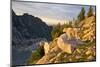 Mountain goat with kids at Crystal Lake, The Enchantments, Washington-Steve Kazlowski-Mounted Photographic Print