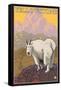 Mountain Goat, Yellowstone National Park-Lantern Press-Framed Stretched Canvas