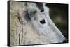 Mountain Goat-W. Perry Conway-Framed Stretched Canvas