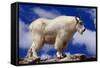 Mountain Goat-W. Perry Conway-Framed Stretched Canvas