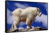 Mountain Goat-W. Perry Conway-Framed Stretched Canvas