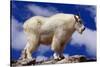 Mountain Goat-W. Perry Conway-Stretched Canvas