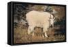 Mountain Goat-DLILLC-Framed Stretched Canvas