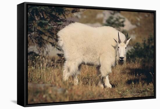 Mountain Goat-DLILLC-Framed Stretched Canvas