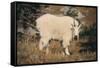 Mountain Goat-DLILLC-Framed Stretched Canvas