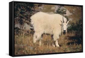 Mountain Goat-DLILLC-Framed Stretched Canvas