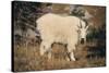 Mountain Goat-DLILLC-Stretched Canvas