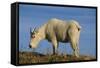 Mountain Goat-DLILLC-Framed Stretched Canvas