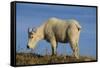 Mountain Goat-DLILLC-Framed Stretched Canvas