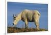 Mountain Goat-DLILLC-Framed Premium Photographic Print