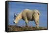 Mountain Goat-DLILLC-Framed Stretched Canvas