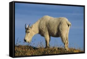 Mountain Goat-DLILLC-Framed Stretched Canvas