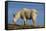 Mountain Goat-DLILLC-Framed Stretched Canvas