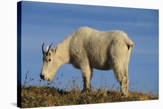 Mountain Goat-DLILLC-Stretched Canvas