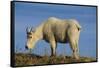 Mountain Goat-DLILLC-Framed Stretched Canvas