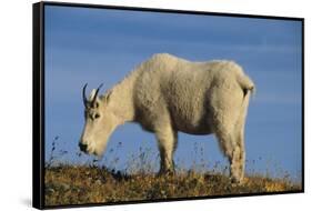 Mountain Goat-DLILLC-Framed Stretched Canvas