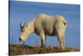 Mountain Goat-DLILLC-Stretched Canvas