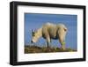 Mountain Goat-DLILLC-Framed Premium Photographic Print