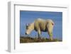 Mountain Goat-DLILLC-Framed Premium Photographic Print