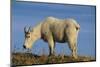 Mountain Goat-DLILLC-Mounted Premium Photographic Print