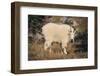 Mountain Goat-DLILLC-Framed Premium Photographic Print