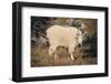 Mountain Goat-DLILLC-Framed Premium Photographic Print