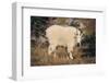 Mountain Goat-DLILLC-Framed Premium Photographic Print