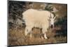 Mountain Goat-DLILLC-Mounted Premium Photographic Print