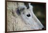 Mountain Goat-W. Perry Conway-Framed Photographic Print